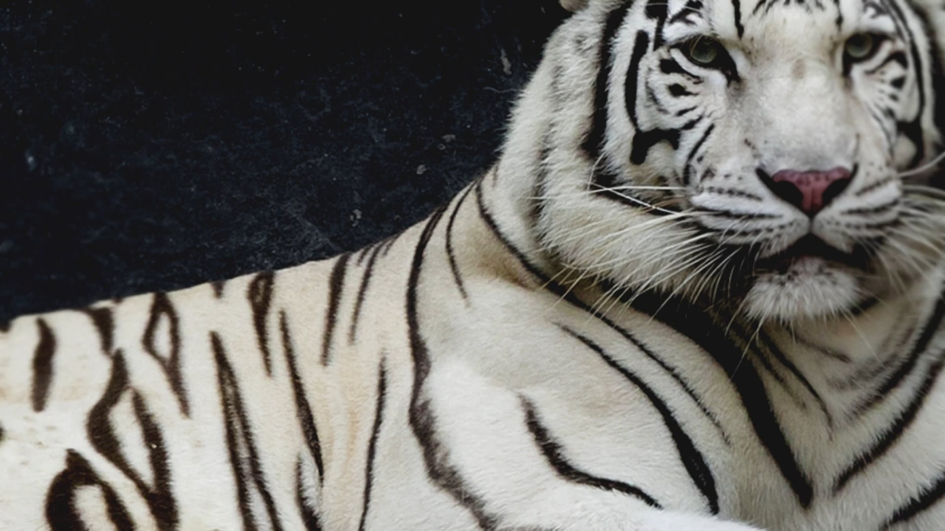 ANIMAL PLANET – FILLER